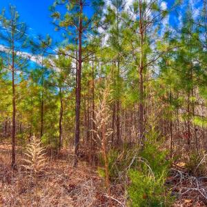 Photo #5 of Jennings Town Road, Crewe, VA 13.6 acres