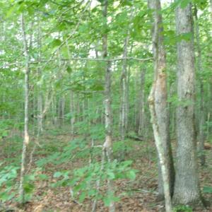 Photo #3 of 639 Towler Road, Drakes Branch, VA 27.0 acres