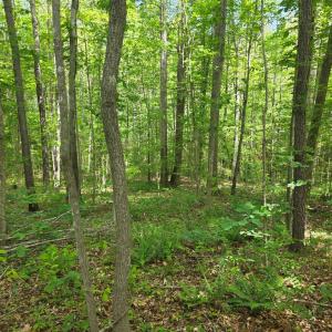 Photo #2 of Holiday Lake Rd, Appomattox, VA 15.0 acres