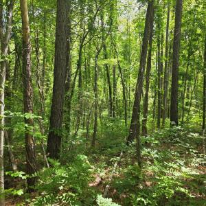 Photo #3 of Holiday Lake Rd, Appomattox, VA 15.0 acres