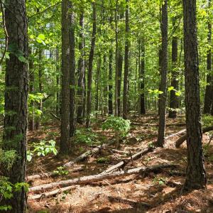 Photo #4 of Holiday Lake Rd, Appomattox, VA 15.0 acres