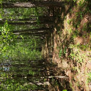 Photo #7 of Holiday Lake Rd, Appomattox, VA 15.0 acres