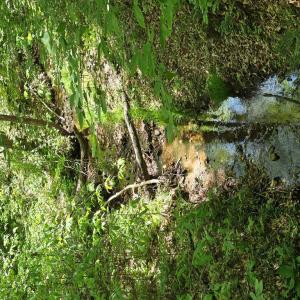 Photo #9 of Holiday Lake Rd, Appomattox, VA 15.0 acres