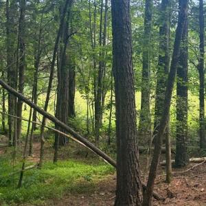 Photo #15 of Piney Mountain Rd, Appomattox, VA 22.7 acres