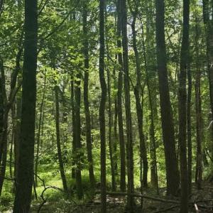 Photo #2 of Piney Mountain Rd, Appomattox, VA 22.7 acres