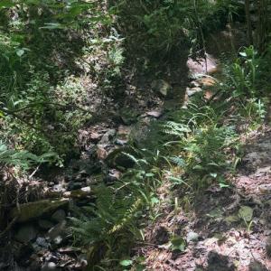 Photo #21 of Piney Mountain Rd, Appomattox, VA 22.7 acres