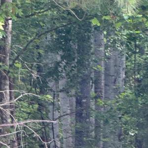 Photo #25 of Piney Mountain Rd, Appomattox, VA 22.7 acres