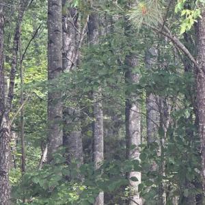 Photo #26 of Piney Mountain Rd, Appomattox, VA 22.7 acres