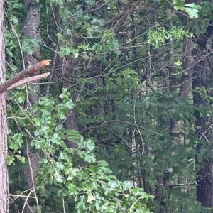 Photo #27 of Piney Mountain Rd, Appomattox, VA 22.7 acres