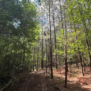 Photo #3 of Piney Mountain Rd, Appomattox, VA 22.7 acres