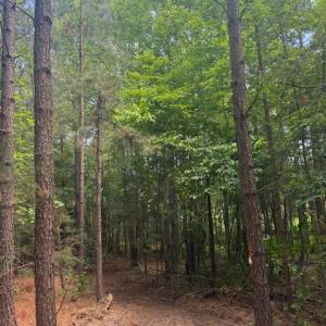 Photo #32 of Piney Mountain Rd, Appomattox, VA 22.7 acres