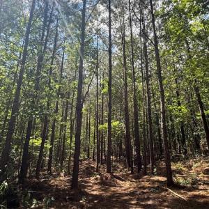 Photo #4 of Piney Mountain Rd, Appomattox, VA 22.7 acres