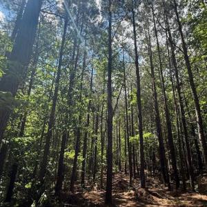Photo #5 of Piney Mountain Rd, Appomattox, VA 22.7 acres