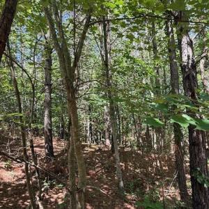 Photo #6 of Piney Mountain Rd, Appomattox, VA 22.7 acres