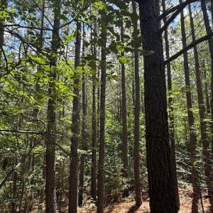 Photo #7 of Piney Mountain Rd, Appomattox, VA 22.7 acres