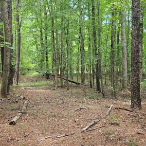 Photo #15 of 26.55 Acres Namozine Road, Amelia Court House, VA 26.6 acres