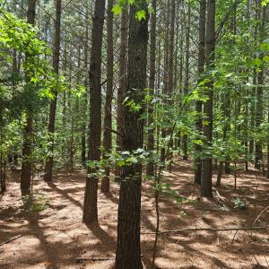 Photo #16 of 26.55 Acres Namozine Road, Amelia Court House, VA 26.6 acres