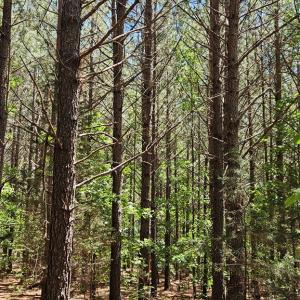 Photo #17 of 26.55 Acres Namozine Road, Amelia Court House, VA 26.6 acres