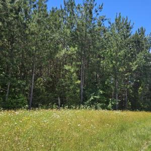 Photo #4 of 26.55 Acres Namozine Road, Amelia Court House, VA 26.6 acres
