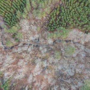 Photo #26 of Perkins Mill Rd, Dillwyn, VA 164.0 acres