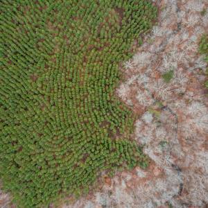 Photo #11 of Perkins Mill Rd, Dillwyn, VA 164.0 acres