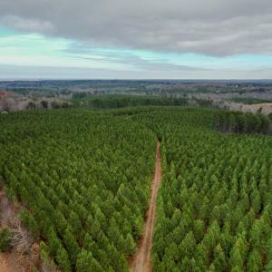 Photo #20 of Perkins Mill Rd, Dillwyn, VA 164.0 acres