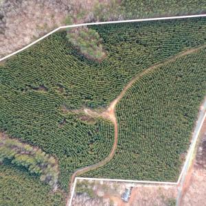 Photo #22 of Perkins Mill Rd, Dillwyn, VA 164.0 acres