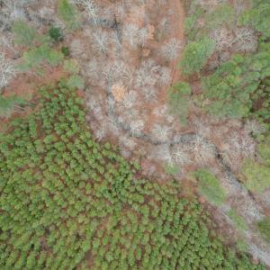 Photo #41 of Perkins Mill Rd, Dillwyn, VA 164.0 acres