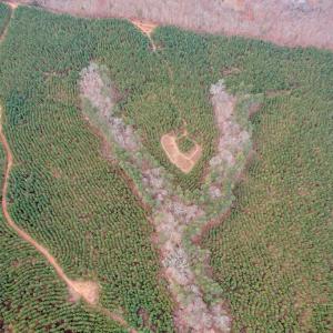 Photo #61 of Perkins Mill Rd, Dillwyn, VA 164.0 acres