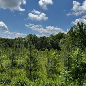 Photo #4 of Mini Ball Lane, Appomattox, VA 69.5 acres