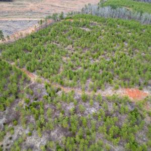 Photo #6 of Patrick Henry Highway, Charlotte Court House, VA 102.0 acres