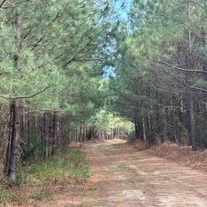 Photo #6 of Scuffletown Road, Randolph, VA 79.0 acres