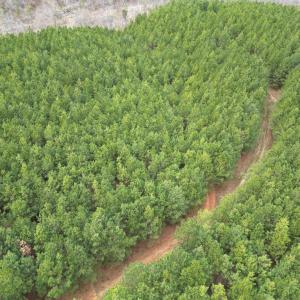 Photo #3 of Scuffletown Road, Randolph, VA 79.0 acres