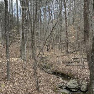 Photo #4 of Scuffletown Road, Randolph, VA 79.0 acres
