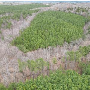 Photo #5 of Scuffletown Road, Randolph, VA 79.0 acres