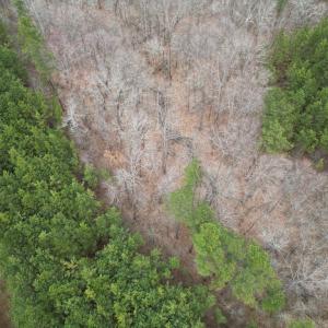 Photo #7 of Scuffletown Road, Randolph, VA 79.0 acres