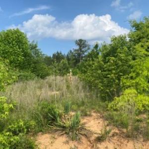 Photo #18 of Christanna Hwy, Lawrenceville, VA 15.1 acres