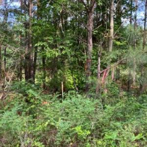 Photo #5 of 46 Christanna Hwy, Lawrenceville, VA 10.1 acres