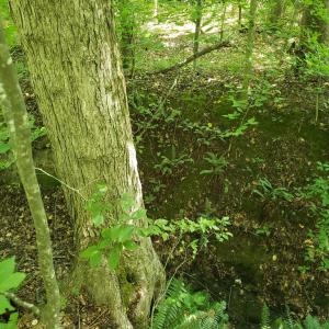 Photo #9 of Wilkins Road, Alton, VA 20.1 acres
