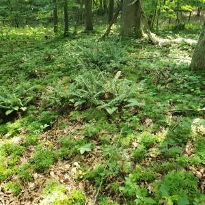 Photo #11 of Wilkins Road, Alton, VA 20.1 acres