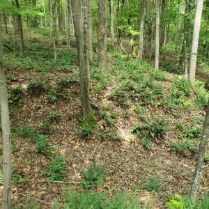 Photo #12 of Wilkins Road, Alton, VA 20.1 acres
