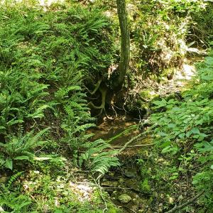 Photo #3 of Wilkins Road, Alton, VA 20.1 acres