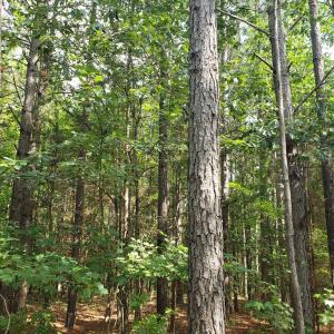 Photo #4 of Wilkins Road, Alton, VA 20.1 acres