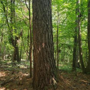 Photo #6 of Wilkins Road, Alton, VA 20.1 acres