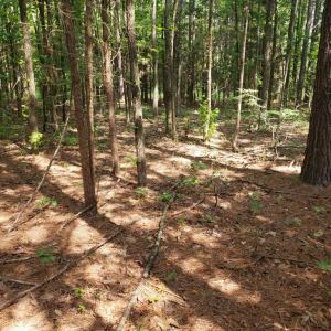 Photo #8 of Wilkins Road, Alton, VA 20.1 acres