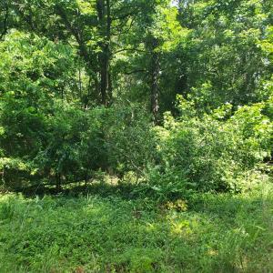 Photo #9 of Wilkins Road, Alton, VA 20.1 acres
