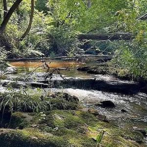 Photo #2 of 704 493 Solomon Road, Crewe, VA 7.0 acres