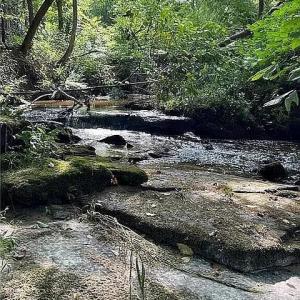 Photo #4 of 704 493 Solomon Road, Crewe, VA 7.0 acres