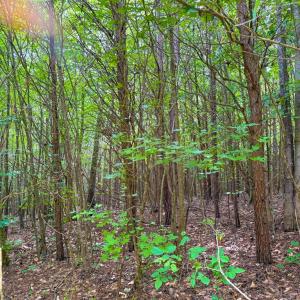 Photo #10 of Mountain Hall Road, Crewe, VA 96.3 acres