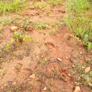 Photo #14 of Mountain Hall Road, Crewe, VA 96.3 acres